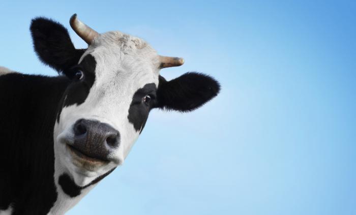 какие продукты содержат глютен и лактозу