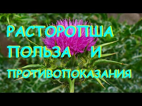 Расторопша пятнистая. Полезные свойства и противопоказания.