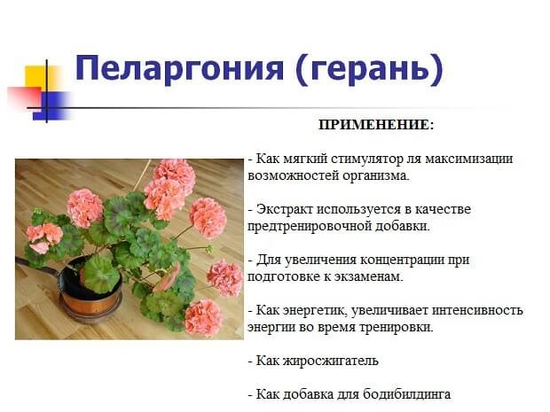 Пеларгония