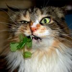 трехцветный кот с мятой