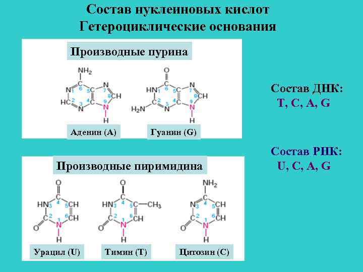 состав нуклеиновой кислоты
