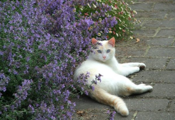 Белый кот в кошачьей мяте