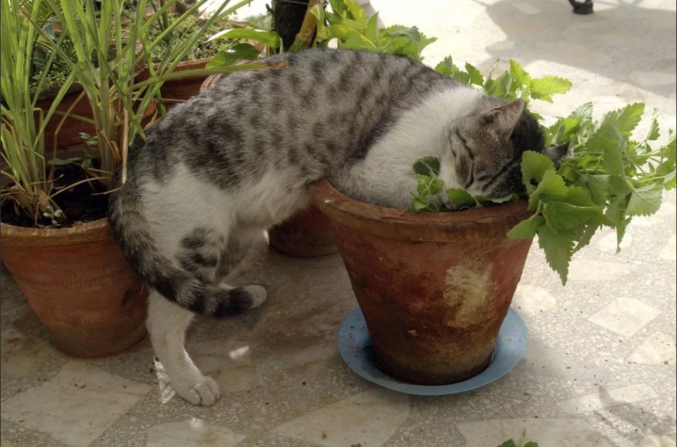 Котенок и кошачья мята