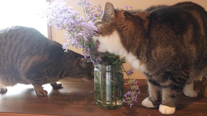 котовник