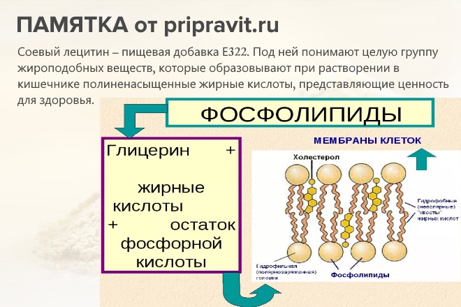 Памятка по фосфолипидам