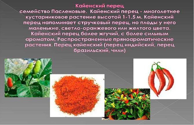 Кайенский перец